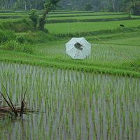 Photo de Bali - Ubud